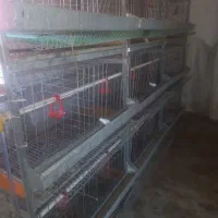 قفس مرغ تخم گذار