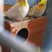 عروس هلندی مولد جوجه بزرگ کن|پرنده|ری, دولتآباد|دیوار