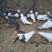 کبوتر