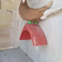 کبوتران علی خلیلی