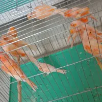 قناری سوپر برفکی درشت|پرنده|فولادشهر, مسکن مهر فولادشهر|دیوار