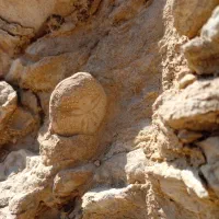 سنگواره و فسیل صدف|کلکسیون اشیاء عتیقه|سروستان, |دیوار