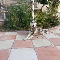 هاسکی اصیل ماده چشم ابی ۴ماهه