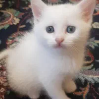 گربه اسکاتیش بریتیش