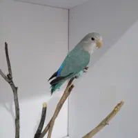 طوطی برزیلی