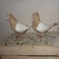 جفت سینه زرد