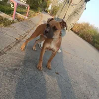 توله پیتبول با اصالت|سگ|اصفهان, کوی ولی عصر|دیوار