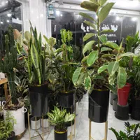 اجرای دکور سبز گل و گیاه در بندرعباس