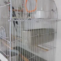 عروس هلندی سالم و سرحال