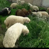 گوسفند زنده