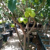 درخت سیب پایه رویشی 5 ساله