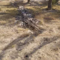 پیش نخل|گل و گیاه طبیعی|وحدتیه, |دیوار