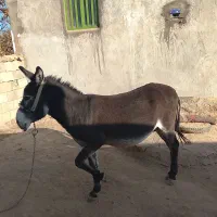 الاغ بخته باری گله ای