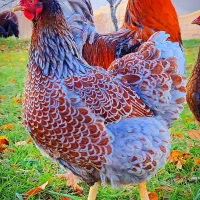 فرصت طلایی جوجه مرغ ویاندوت آمریکایی بیگ‌سایز|حیوانات مزرعه|اصفهان, زیار|دیوار