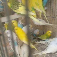 .طوطی.فنچ|پرنده|هشتگرد, شهرک راه آهن|دیوار