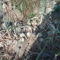 موتور و زمین کشاورزی برای اجاره