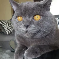 گربه بریتیش