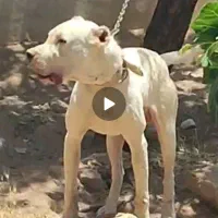 سگ داگو ارژانتین اصل