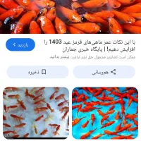 ماهی قرمز|ماهی|بجنورد, |دیوار