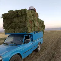 انواع یونجه در ملایر|لوازم جانبی حیوانات|ملایر, |دیوار