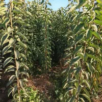 نهالستان حسن زاده شاهنامه شروع قیمت از30هزار تومان