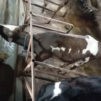 گوساله سیمینتال اصیل|حیوانات مزرعه|رشت, حومه رشت|دیوار