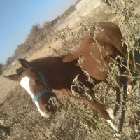 اسب کرد|اسب و تجهیزات اسب‌سواری|چهارباغ, |دیوار