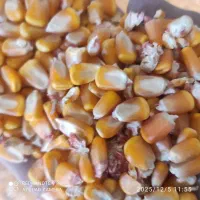 ۲تن ذرت درجه یک