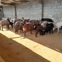 فروش 20راس بره پروار