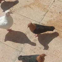 پرنده زینتی قناری|پرنده|تهران, شهرک غرب|دیوار