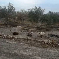 فروش باغ زیتون