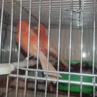 فروش انواع پرنده زینتی