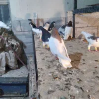 شصتی|پرنده|محمدیه-قزوین, |دیوار