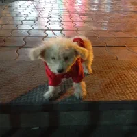 سگ پاکوتاه|سگ|تبریز, |دیوار