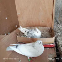 ۲جفت کفتر به شرت تخم و جوجه|پرنده|تهران, کوثر|دیوار