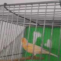 نر سرخ شلاقی|پرنده|مشهد, شهرک مهر آباد|دیوار