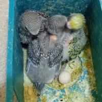 مرغ عشق|پرنده|چهاردانگه (تهران), |دیوار