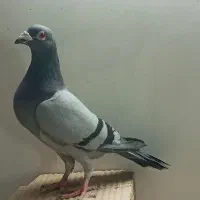 یکجفت کفتر پلاکی هلند|پرنده|بهارستان, |دیوار