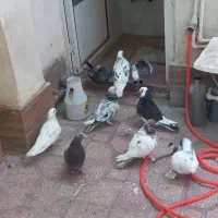 کفتر تهرانی