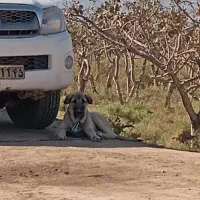 واگذاری توله پژدر اصیل