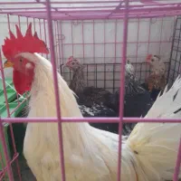 مرغ لری|حیوانات مزرعه|محلات, |دیوار