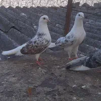 چند جفت کبوتر فروشی معاوظه هم دارم با کبوتر شازده|پرنده|بهشهر, |دیوار
