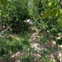 فروش-باغ-گیلاس-و-گردو-در-لواسان-روستای-کندعلیا