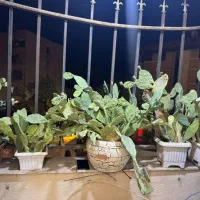 105متر-فاز-2-خیابان-شکاری-کلید-نخورده-2-خواب