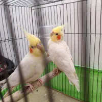 عروس هلندی نر و ماده