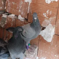 جوجه آلمانی|پرنده|گنبد کاووس, |دیوار