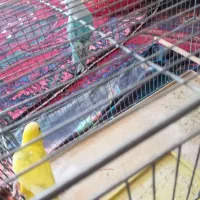 یک جفت مرغ عشق نر وماده|پرنده|تبریز, |دیوار