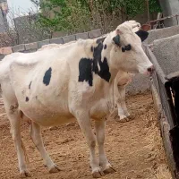 3راس گاو شیری