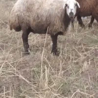 گوسفند وبز