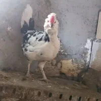 تخم مرغ گلین|حیوانات مزرعه|نهاوند, |دیوار